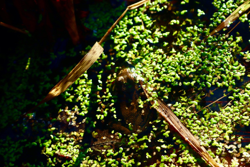 said frog picture